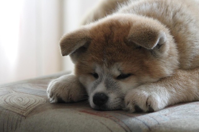 Akita